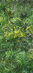 Acacia confusa