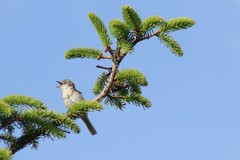 Curruca communis