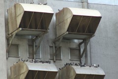 Columba livia domestica