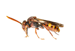 Nomada panzeri