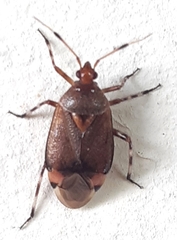 Deraeocoris olivaceus