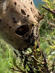 Eriogaster lanestris