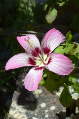 Image of Hibiscus cameronii