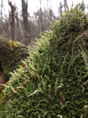 Cladonia subulata