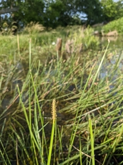 Eleocharis quadrangulata