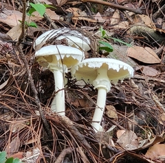 Amanita neo-ovoidea