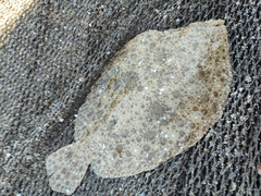 Scophthalmus rhombus