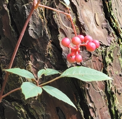 Schisandra chinensis
