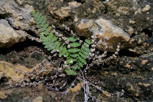 Image of Notholaena nealleyi by (c) Michelle W. （鍾偉瑋）, some rights reserved (CC BY)