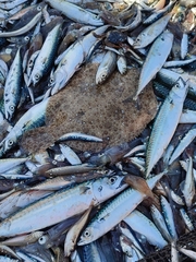 Scophthalmus rhombus