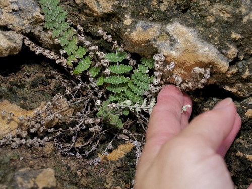Image of Notholaena nealleyi by (c) Michelle W. （鍾偉瑋）, some rights reserved (CC BY)