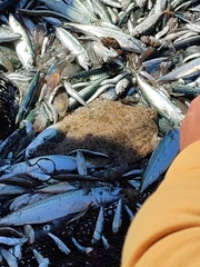 Scophthalmus rhombus