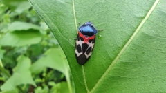 Cosmoscarta exultans