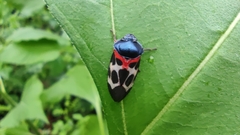 Cosmoscarta exultans