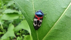 Cosmoscarta exultans