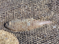 Dicologlossa cuneata