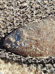 Dicologlossa cuneata