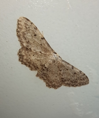 Idaea incisaria