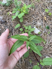 Campanula punctata