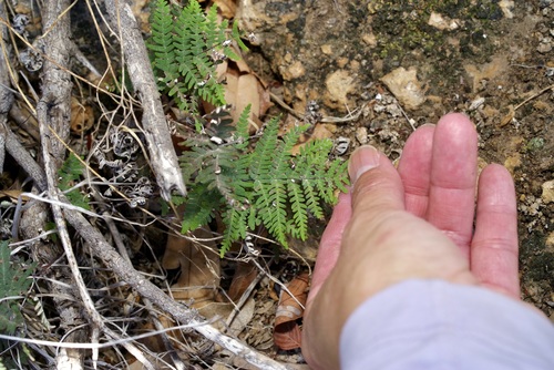 Image of Notholaena copelandii by (c) Michelle W. （鍾偉瑋）, some rights reserved (CC BY)