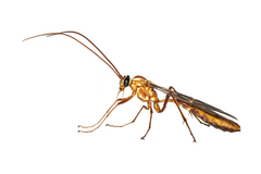 Ophion obscuratus