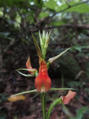 Cryptostylis arachnites