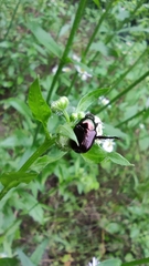 Popillia quadriguttata