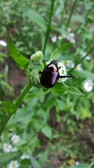 Popillia quadriguttata