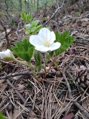 Rubus chamaemorus