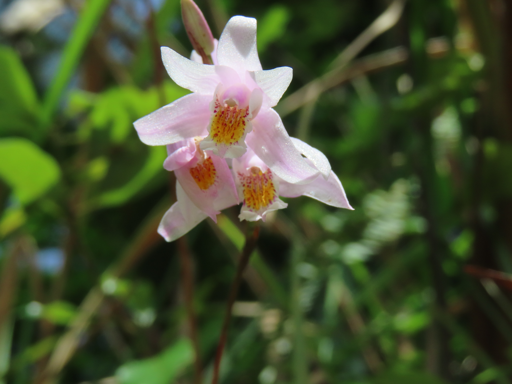 Bletilla