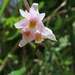 Bletilla - Photo (c) 山羌, some rights reserved (CC BY-NC), uploaded by 山羌