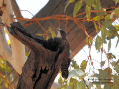 Climacteris melanurus