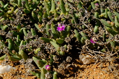 Ruschia aggregata