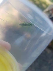 Rhogogaster punctulata