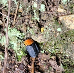 Necrophila brunnicollis