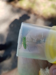 Rhogogaster punctulata