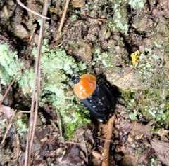 Necrophila brunnicollis