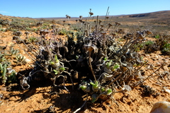 Monilaria moniliformis