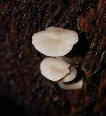 Entoloma albidosimulans