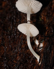 Entoloma albidosimulans