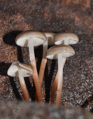 Mycena tuvara