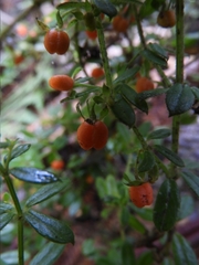 Galium hypocarpium