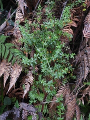Galium hypocarpium