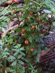 Galium hypocarpium