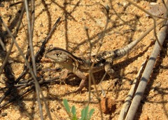 Chalarodon madagascariensis