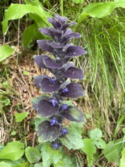 Ajuga pyramidalis