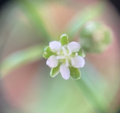 Sagina japonica