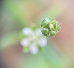 Sagina japonica