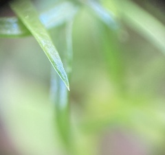 Sagina japonica