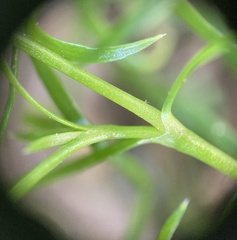 Sagina japonica